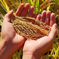 中國計劃減少華北及東北地區的玉米播種面積 同時提高大豆面積